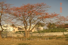 Erythrina suberosa